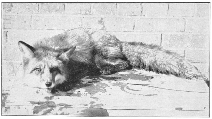pet fox