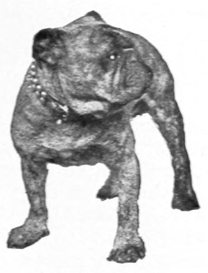 Bulldog