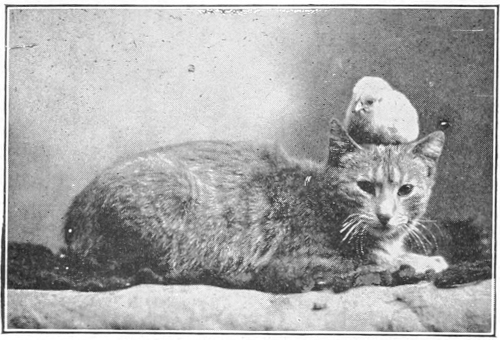 Cat with bird