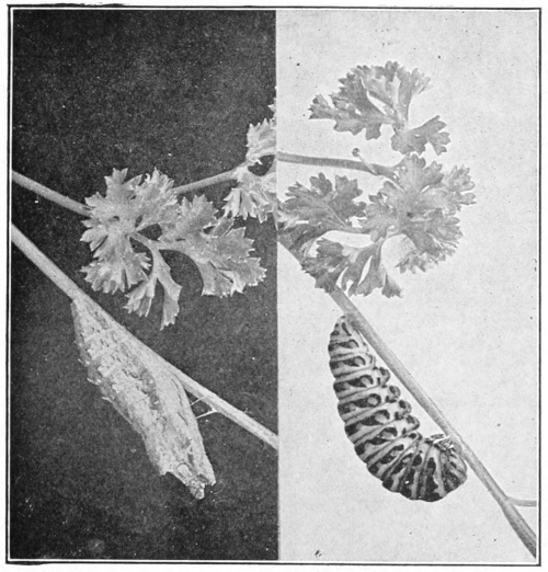 Chrysalis