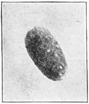 Wooly bear cocoon