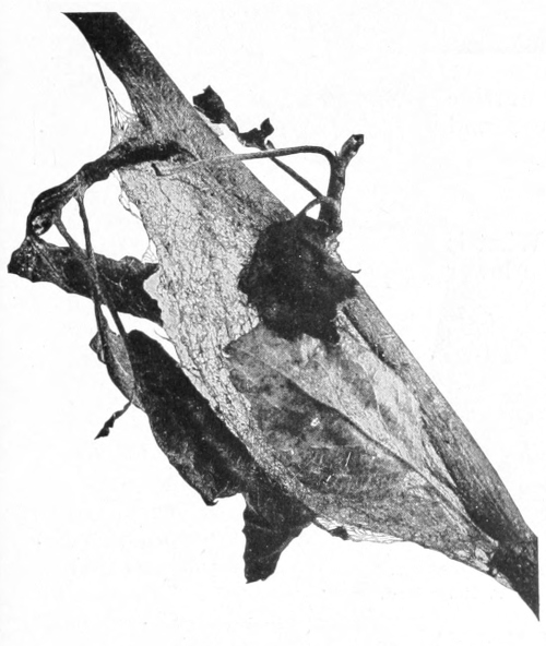 Cecropia cocoon