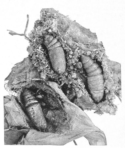 Myron sphinx pupae