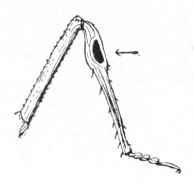 Front leg