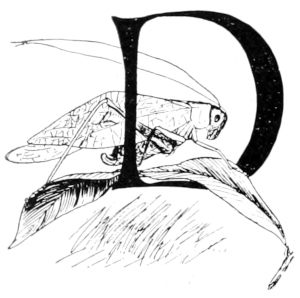 D