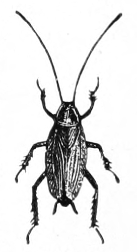 Croton bug
