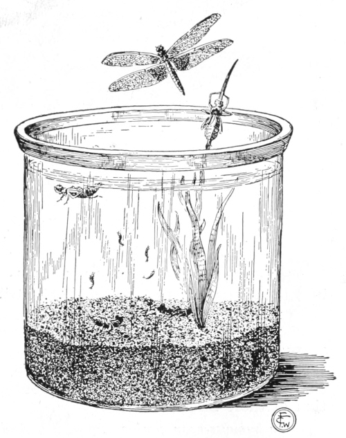 Auarium