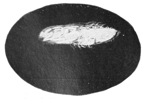 Caddis-fly pupa