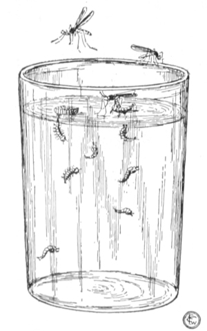 Mosquito aquarium