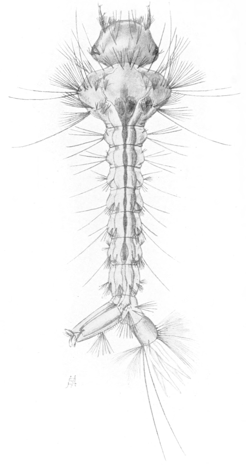 Mosquito larva