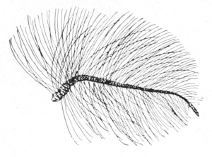 Antenna