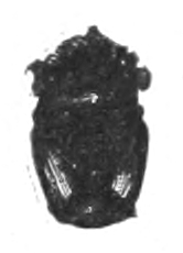 Ladybird pupa