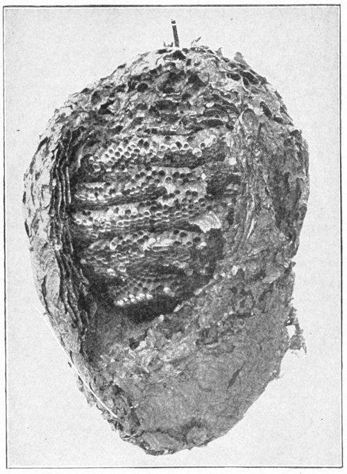 Wasp nest