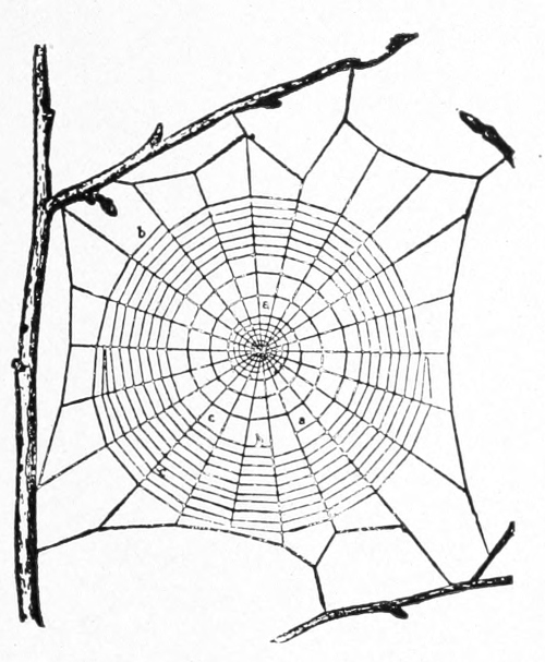 Partial web