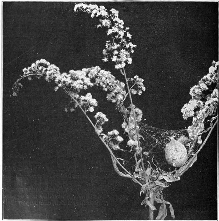 Egg sac