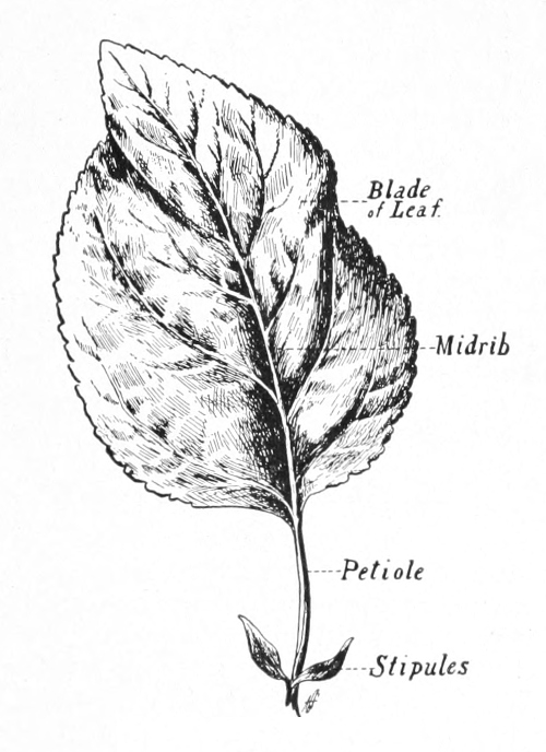 Leaf parts