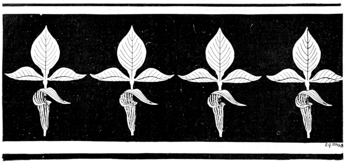 Border design