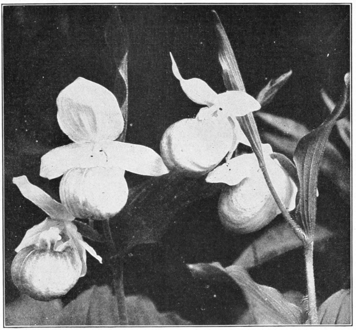 Ladies' slipper