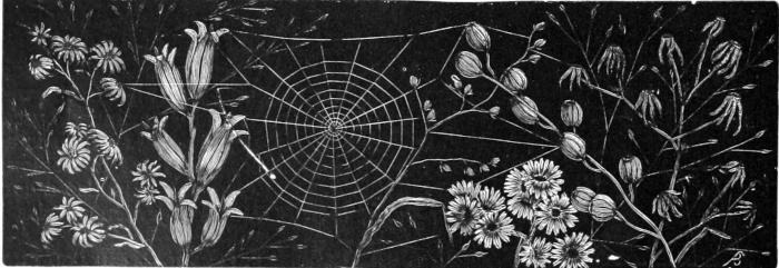 Flowers and web