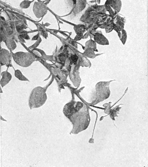 Chickweed