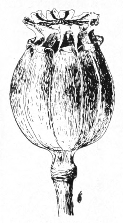 Poppy seed