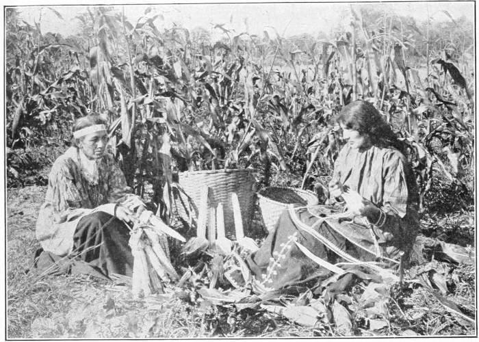 Husking corn