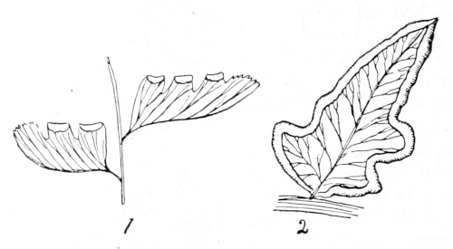 maiden-hair fern
