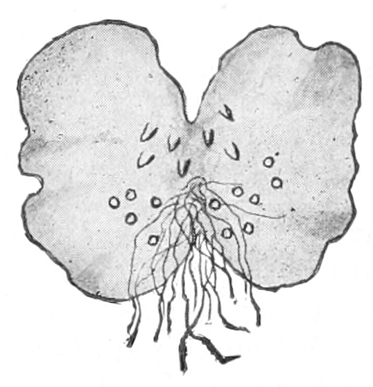 Prothallium