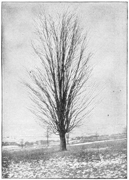 Sugar maple