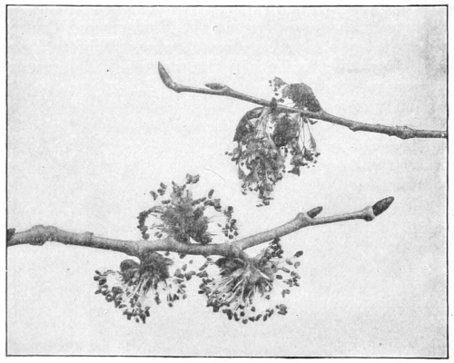 Elm blossoms