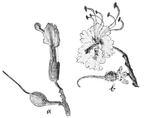 Blossoms