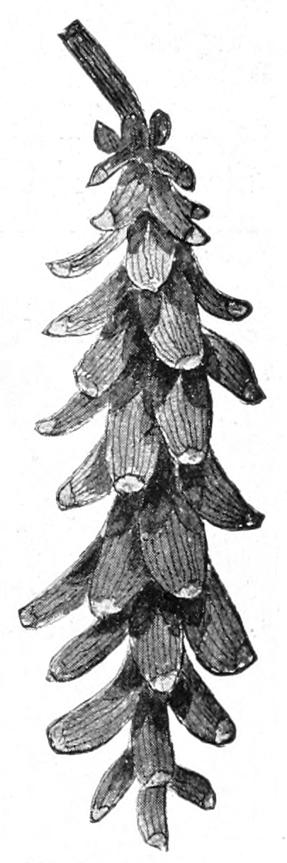 White pine cone
