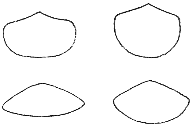 Fig. 15. Section across the middle of four Semang bows