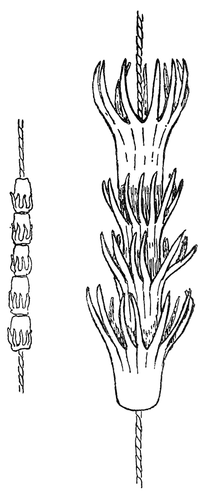 Fig. 40. Necklaces of mangrove seed-tops, Great Andaman