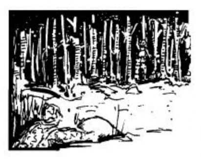 Scout in woods.