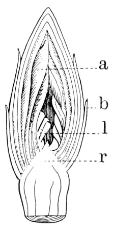 Fig. 163.</span>—Vertical
section of hickory
bud: <i>a</i>, furry inner
scales; <i>b</i>, outer
scales; <i>l</i>, folded leaf;
<i>r</i>, receptacle.