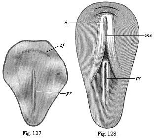 Figs. 127 and 128. Dorsal shield of
the chick.