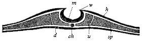 Fig.136. Transverse
section of the embryonic disk of a chick at the end of the first day of
incubation.
