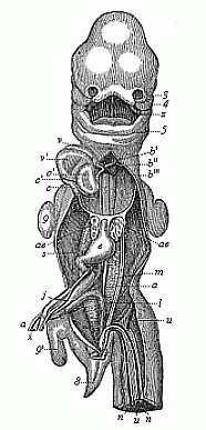 Human embryo, five weeks old, opened from the
ventral side.