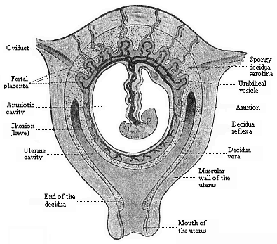 Fig.198. Frontal
section of the pregnant human womb.