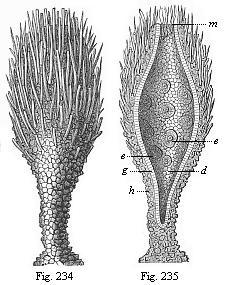 Figs. 234 and 235. Prophysema primordiale, a
living gastraead.