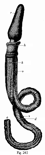Fig. 245. A young
Enteropneust.