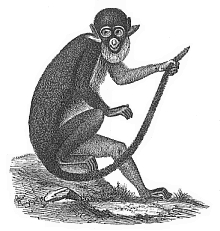 Fig.276. The
white-nosed ape (Cercopithecus petaurista).