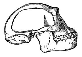 Fig.283. Skull of the
fossil ape-man of Java (Pithecanthropus erectus), restored by Eugen Dubois.