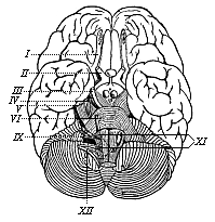 Fig.292. The human
brain, seen from below.