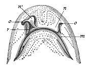 Fig.305. Head of a shark
(Scyllium), from the ventral side.