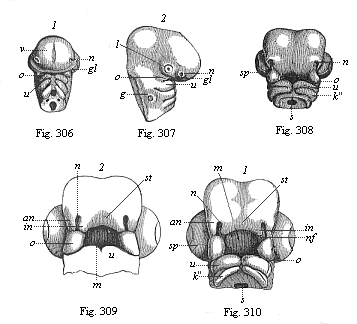 Figs. 306 and 307. Head
of a chick embryo, three days old. Fig. 308. Head of a chick embryo, four days
old, from below. Figs. 309 and 310. Heads of chick embryos: 309 from the end of
the fourth, 310 from the beginning of the fifth week.