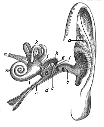 Fig.320. The human ear
(left ear, seen from the front).