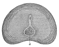 Fig.331. Intervertebral
disk of a new-born infant, transverse section.