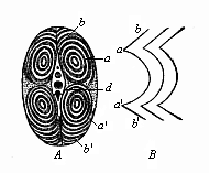 Fig.346. Transverse
section of a fish&rsquo;s tail (from the tunny).